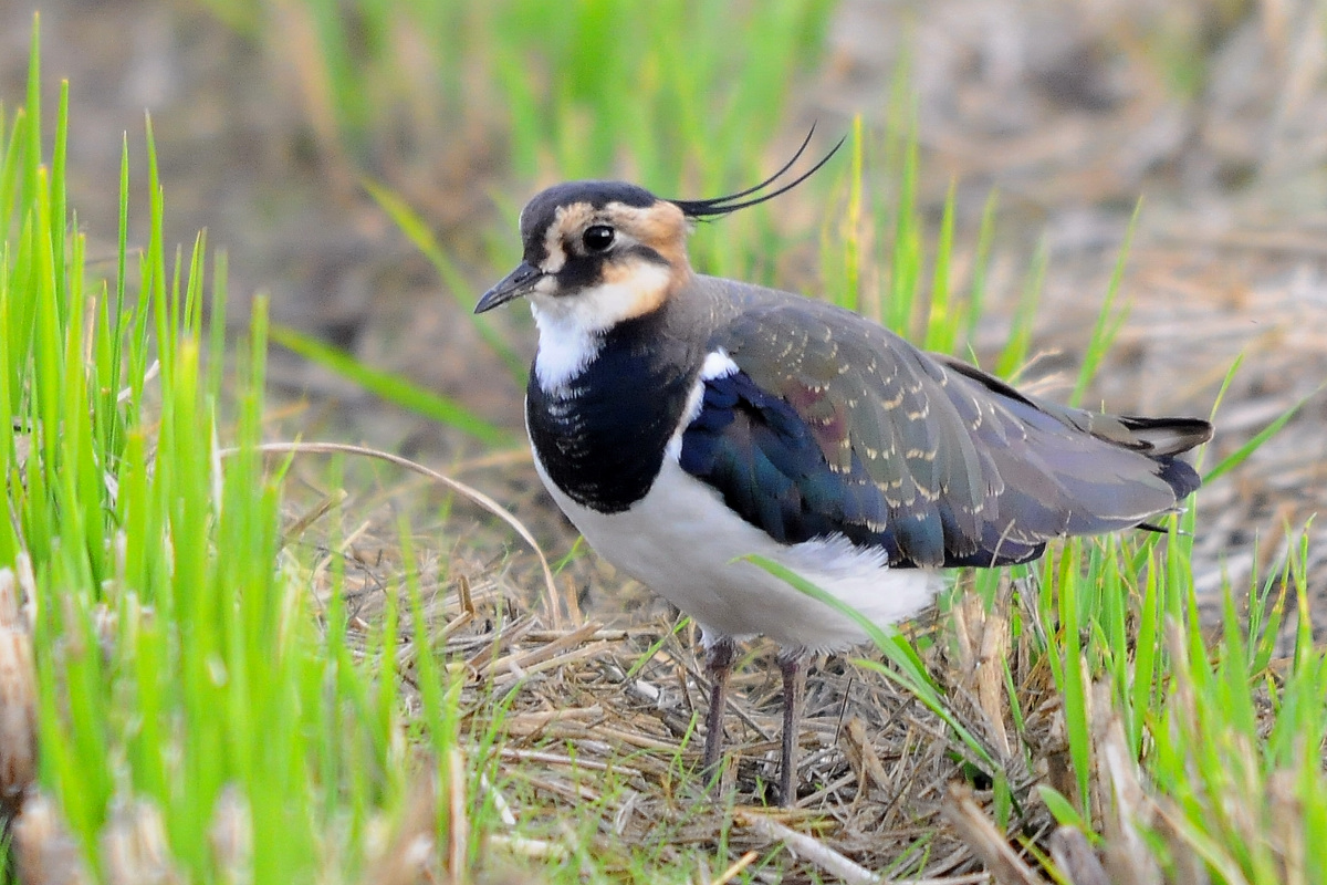 野鳥タゲリのポートレート_a0189912_22554183.jpg