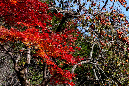 亀岡　神蔵寺_e0048413_2264547.jpg