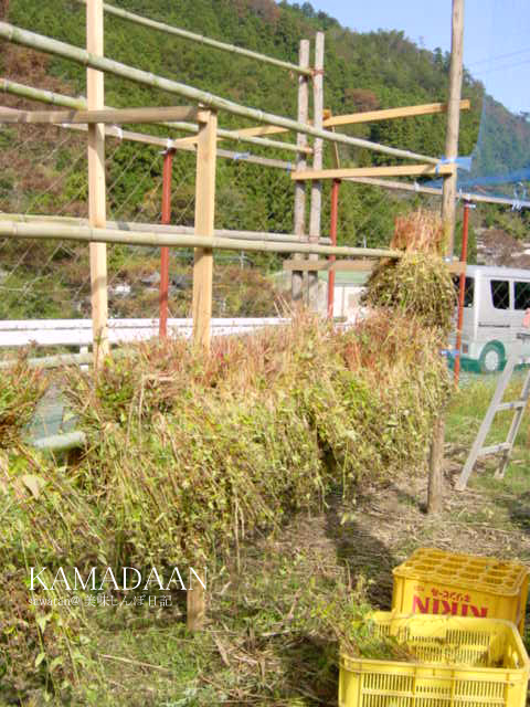 蕎麦収穫のお手伝い～IN TOKUSHIMA_f0070713_1765583.jpg