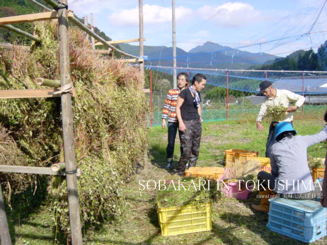 蕎麦収穫のお手伝い～IN TOKUSHIMA_f0070713_1774010.jpg