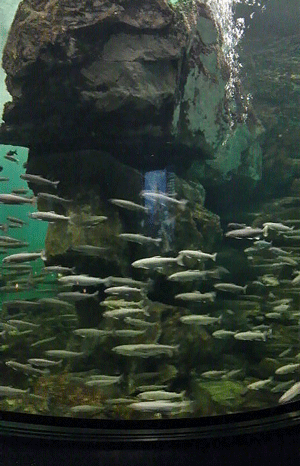 e0020214_18333382.gif