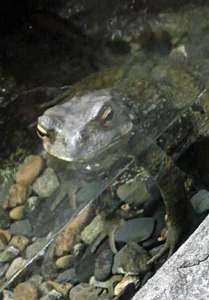 e0020214_1835639.gif