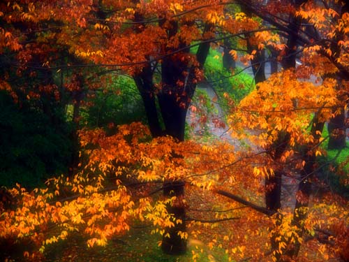 秋の雨　（11月19日　光が丘公園にて）_a0023315_1948159.jpg