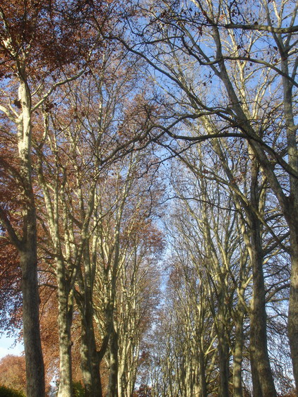 c0124619_8271080.jpg