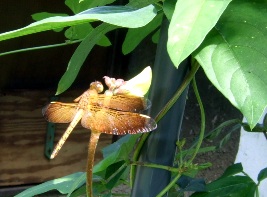 a0043520_1743387.jpg
