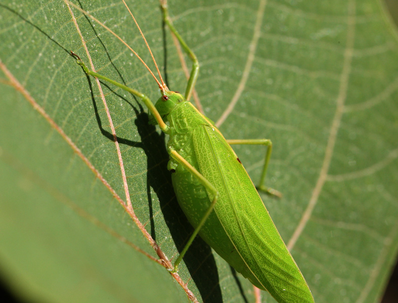 セスジツユムシ（雌） Ducelia japonica_f0161823_17142838.jpg