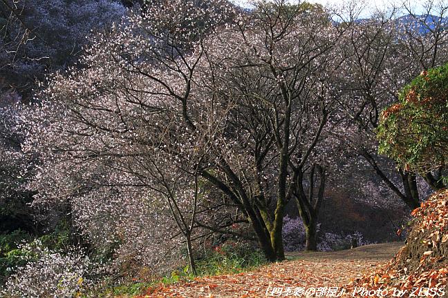 上州鬼石の冬桜と･･･①_a0195032_15231554.jpg