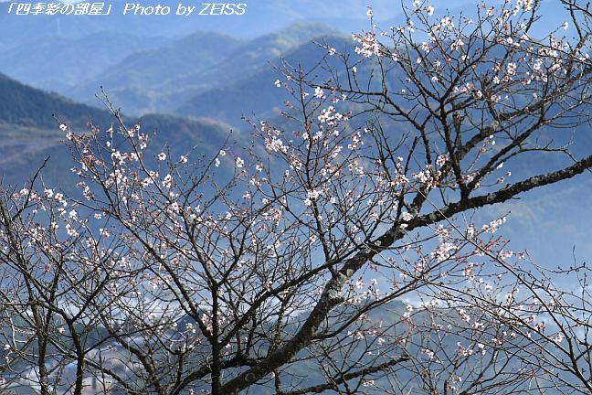 上州鬼石の冬桜と･･･①_a0195032_15284876.jpg