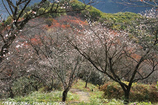 上州鬼石の冬桜と･･･①_a0195032_15332236.jpg