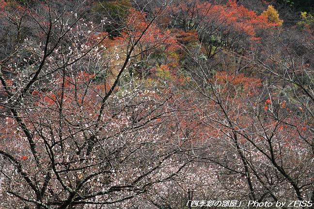 上州鬼石の冬桜と･･･①_a0195032_15352490.jpg