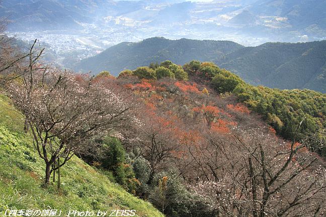 上州鬼石の冬桜と･･･①_a0195032_1536399.jpg