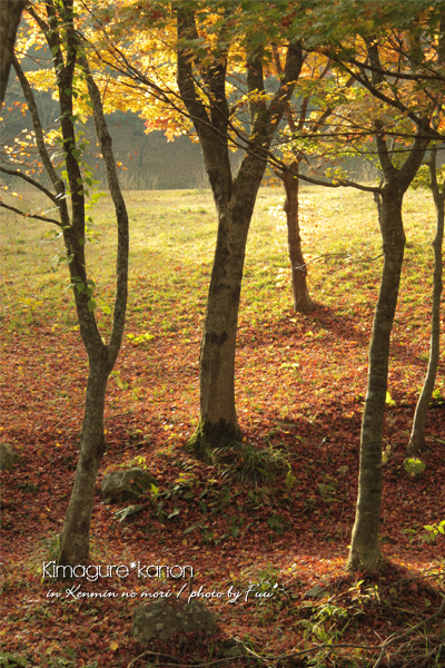 秋の出口　in 県民の森_b0197639_23154312.jpg