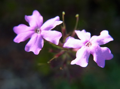 晩秋のシバザクラ moss phlox_f0206939_21543494.jpg