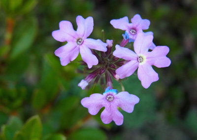 晩秋のシバザクラ moss phlox_f0206939_2154839.jpg