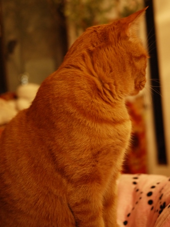 ぐぅーすかぴぃー猫 しぇる編。_a0143140_23253042.jpg