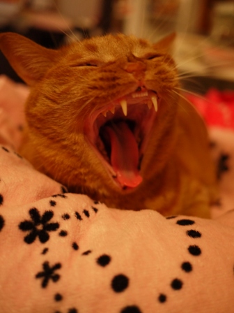 ぐぅーすかぴぃー猫 しぇる編。_a0143140_23273641.jpg
