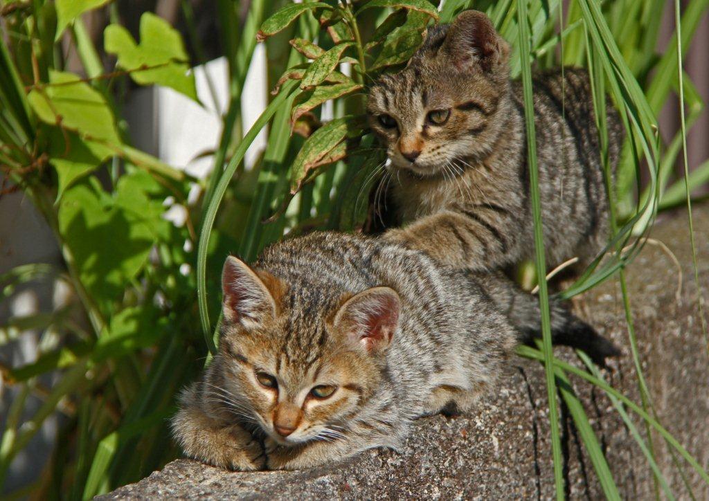 西逸見町の猫たち_c0094546_935131.jpg