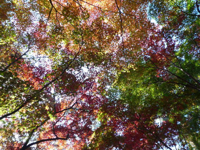 着物で青森・羽織と衿まき・弘前城の美しい紅葉。_f0181251_17155031.jpg