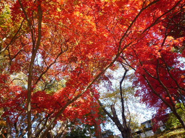 着物で青森・羽織と衿まき・弘前城の美しい紅葉。_f0181251_1719734.jpg