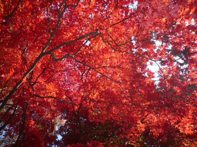 着物で青森・羽織と衿まき・弘前城の美しい紅葉。_f0181251_1720762.jpg