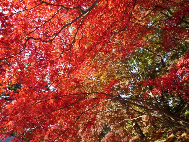 着物で青森・羽織と衿まき・弘前城の美しい紅葉。_f0181251_1722022.jpg