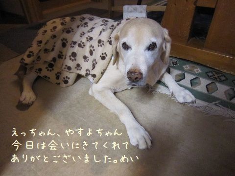 犬の人_d0120665_14211169.jpg