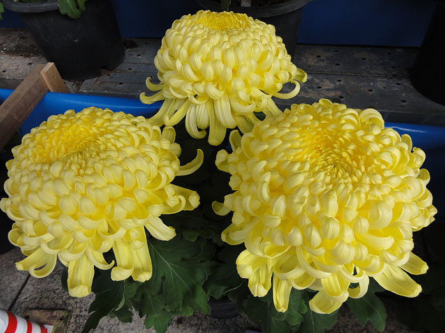 b0006870_12263737.jpg