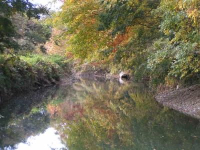 府中用水取水口の紅葉_c0112172_23361993.jpg