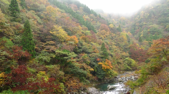 なごりモミジと魚坐のにぎり寿司。_b0226089_1954793.jpg