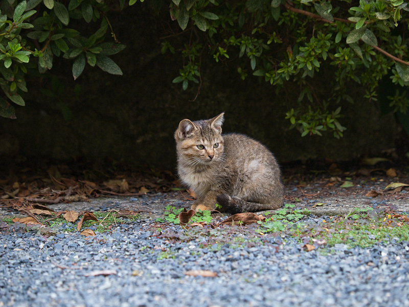 広島の猫#1037_c0191394_2346131.jpg