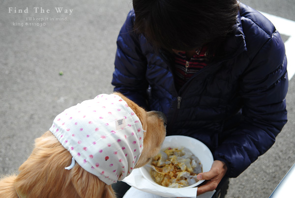 【wanこ】山中湖・woofオフ vol.1_f0054594_17233472.jpg