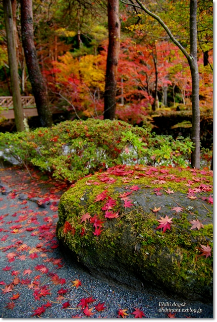 河口湖の紅葉回廊　と　鐘山苑のお庭_f0179404_9471523.jpg