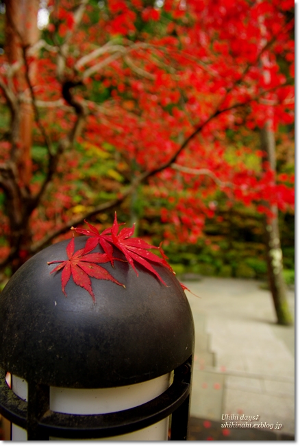 河口湖の紅葉回廊　と　鐘山苑のお庭_f0179404_9474059.jpg