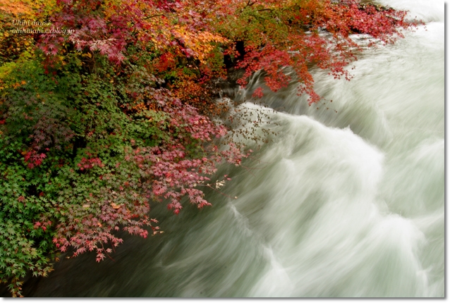 河口湖の紅葉回廊　と　鐘山苑のお庭_f0179404_9475133.jpg