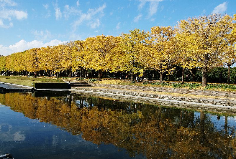 昭和記念公園　イチョウ並木は最高に！_b0231705_21222418.jpg