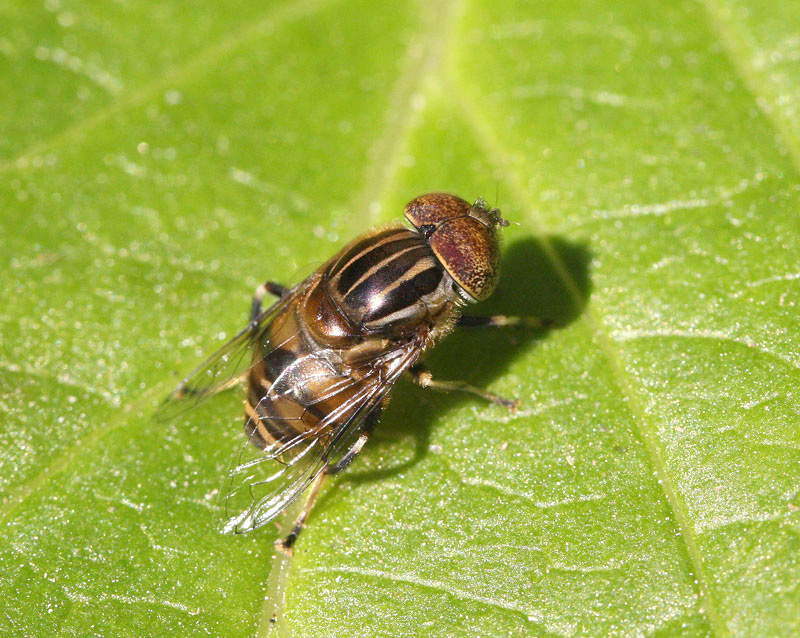 キゴシハナアブ Eristalinus quinquestriatus_f0161823_5403381.jpg