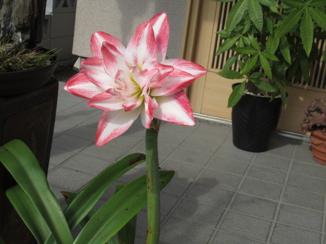e0107730_22472937.jpg