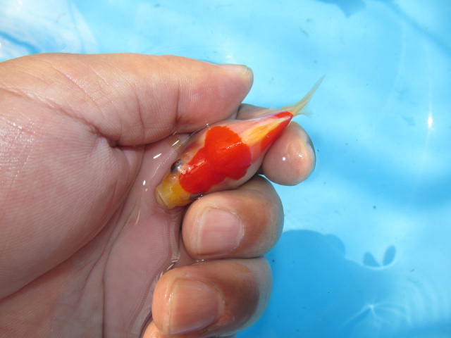f0214235_150050.jpg