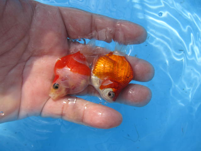 f0214235_1632439.jpg