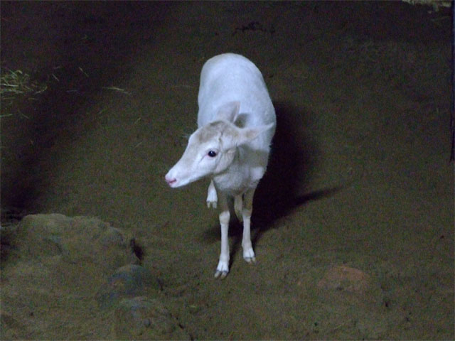 ナイトズー(?) in 草津温泉_a0179837_15403051.jpg