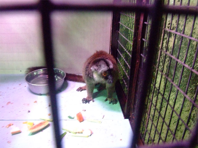 ナイトズー(?) in 草津温泉_a0179837_18302556.jpg