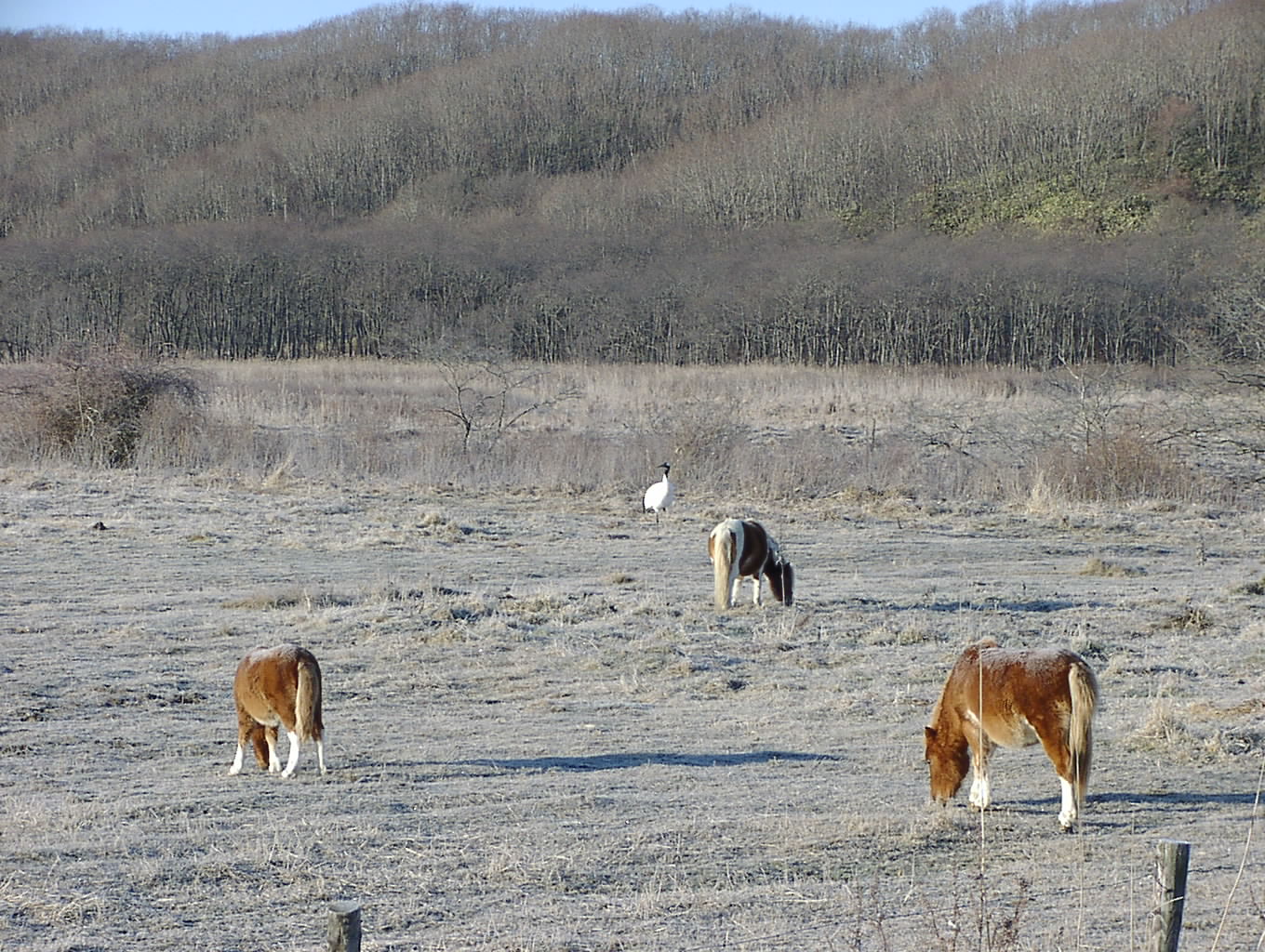 馬は何のために飼ってるんですか? 11月20日_f0113639_1118146.jpg