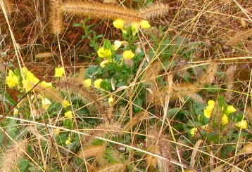 c0204740_2193755.jpg