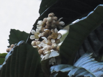 c0205840_1543146.jpg