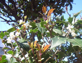 柊の花　　　　　　　　　　　　　　　　　　　　辛巳（かのとみ）の日・旧暦10月27日_c0205840_1554332.jpg