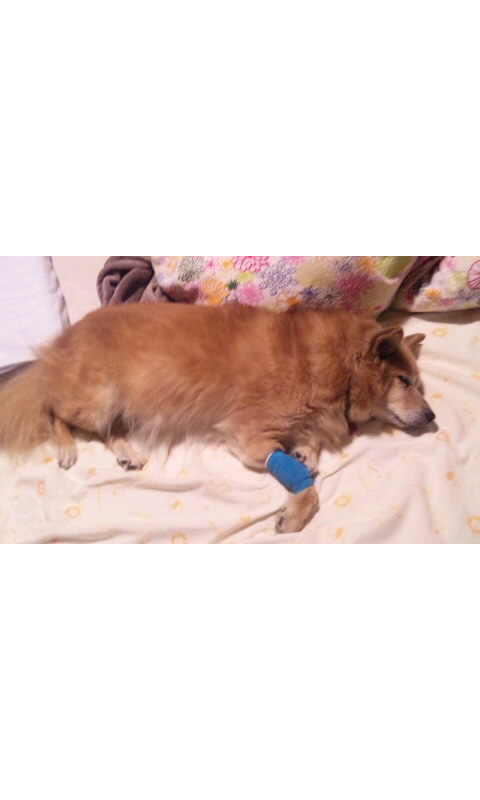 愛犬キーキが倒れた_a0126743_4224988.jpg
