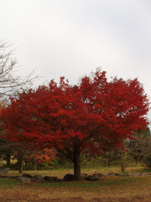 益子の大郷戸ダムの紅葉_c0202453_212135.jpg