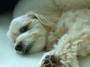 f0190653_13101982.gif