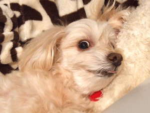 f0190653_13102319.gif