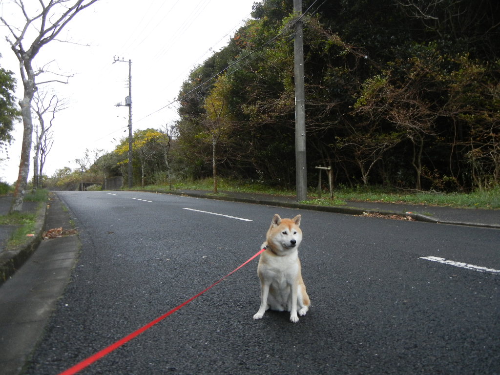 2011年11月20日(日)あともう少し・・・!_f0060461_15371951.jpg